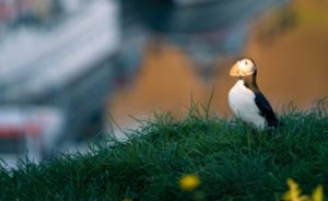 Puffins in Borgarfjordur are a must see